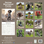 Calendrier Mural 2025 Braque allemand