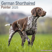 Calendrier 2025 Braque Allemand Poil Court