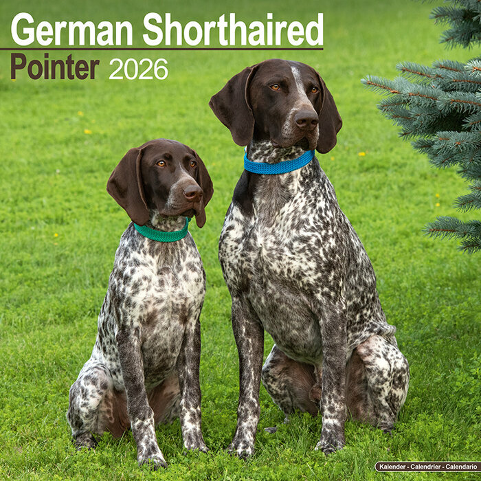 Calendrier 2026 Braque Allemand Poil Court