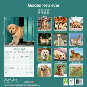 Calendrier 2026 Golden Retriever Calendrier 2026 Golden Retriever
