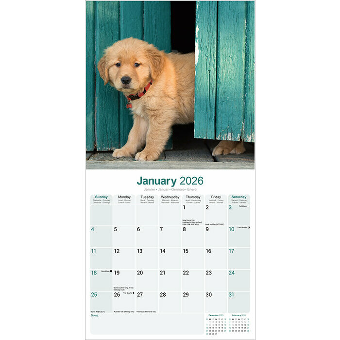 Calendrier Mural 2026 Golden Retriever Autonme