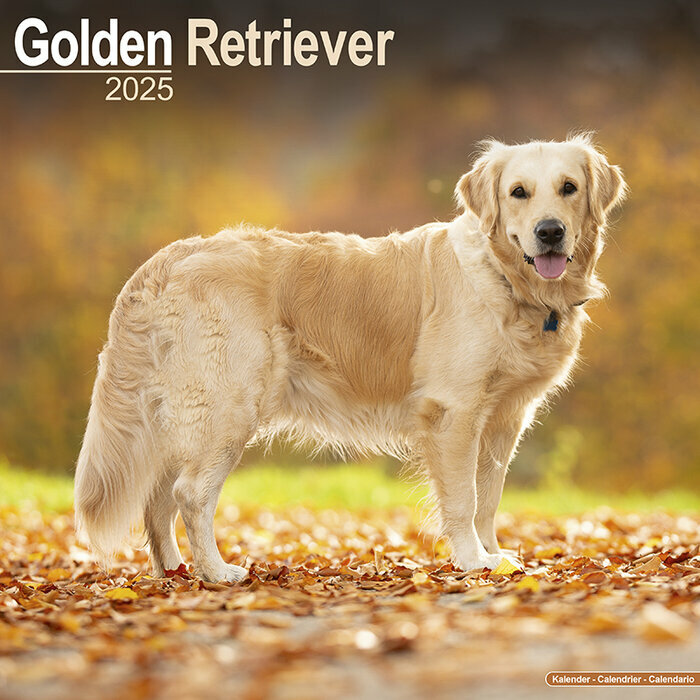 Calendrier Mural 2025 Golden Retriever Autonme