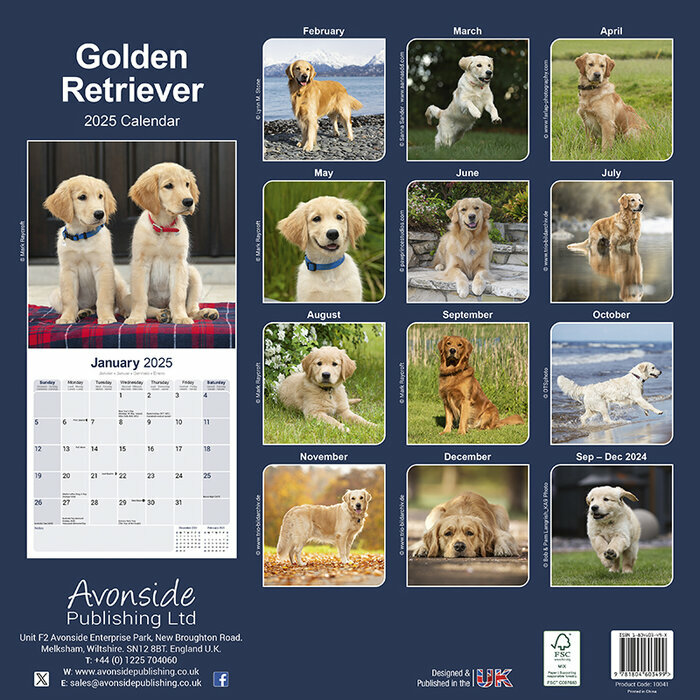 Calendrier 2025 Golden retriever