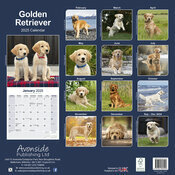 Calendrier 2025 Golden retriever