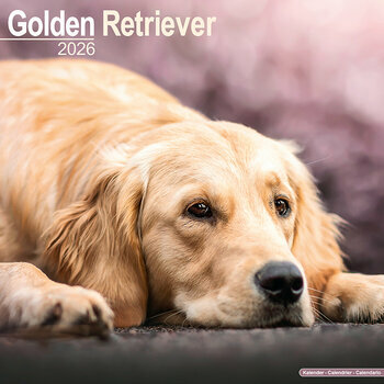 Calendrier 2026 Golden Retriever Calendrier 2026 Golden Retriever