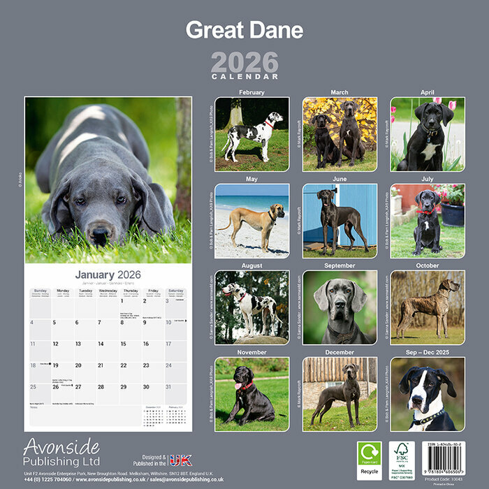 Calendrier papier Dogue Allemand 2026
