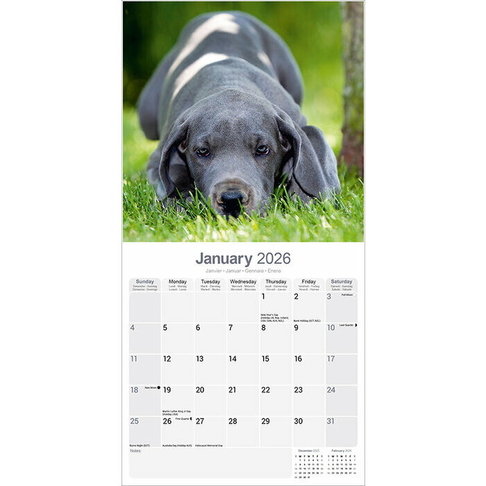 Calendrier Dogue Allemand 2026
