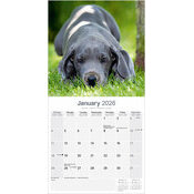 Calendrier Dogue Allemand 2026