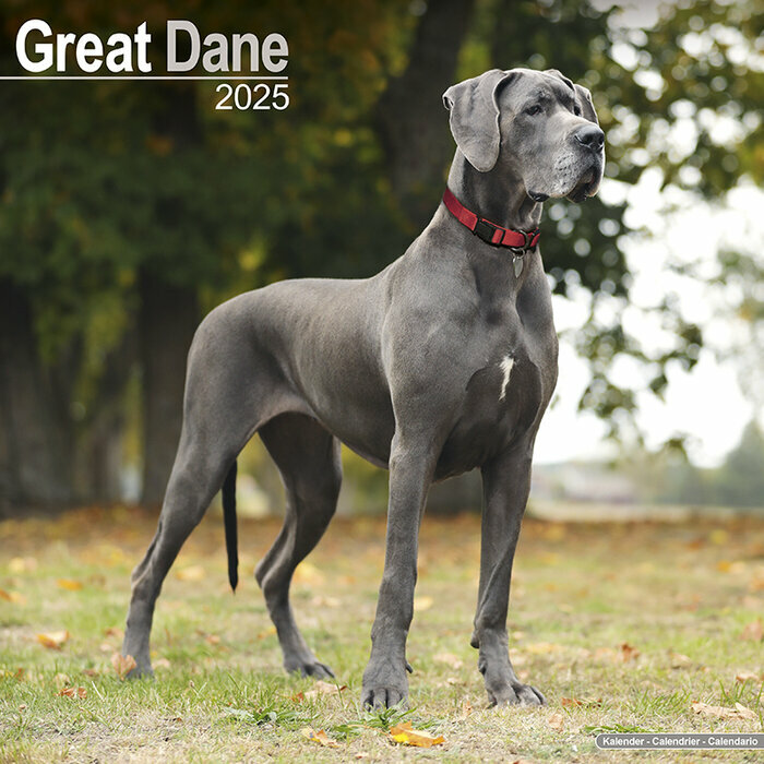 Calendrier Dogue Allemand Gris 2025