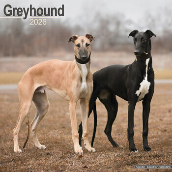 Calendrier 2026 Greyhound