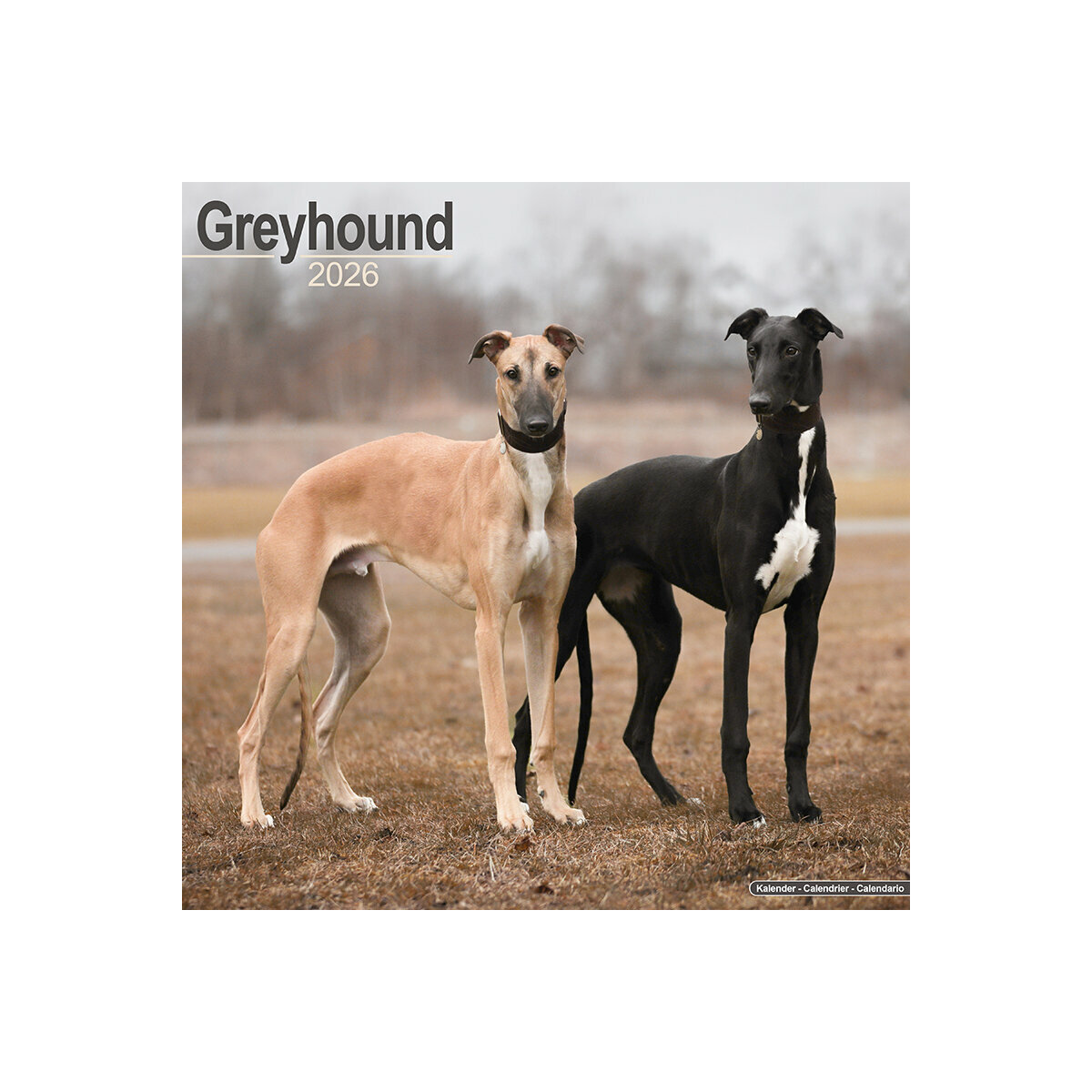 Calendrier Mural 2025 Chien de Race Lévrier Greyhound