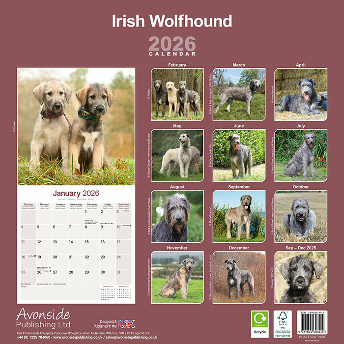 Calendrier mural Lvrier 2026 Irish Wolfhound