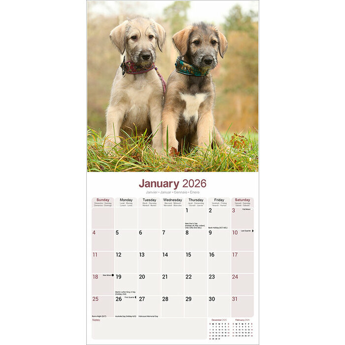 Calendrier papier Lvrier 2026 Irish Wolfhound