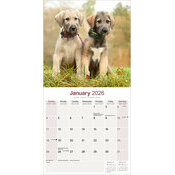 Calendrier papier Lvrier 2026 Irish Wolfhound