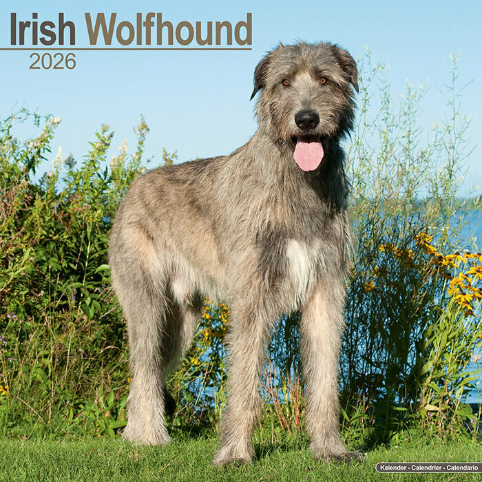 Calendrier Lvrier 2026 Irish Wolfhound