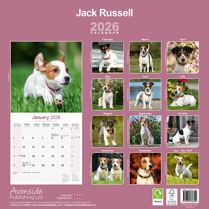 Calendrier mural Jack Russell Terrier 2026