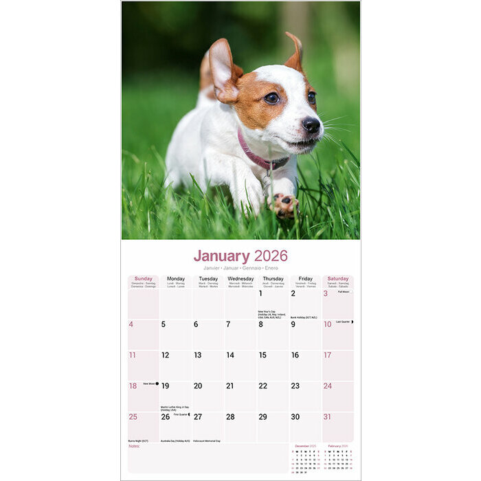 Calendrier papier Jack Russell Terrier 2026