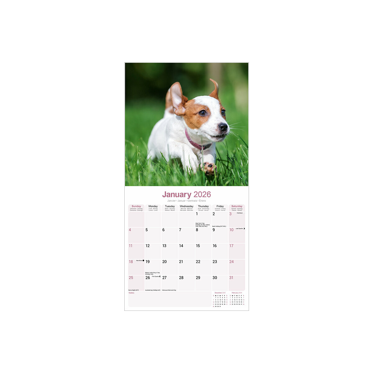 Calendrier Mural 2025 Chien de Race Jack Russell Terrier Jack
