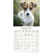Calendrier Chiot Jack Russell 2025