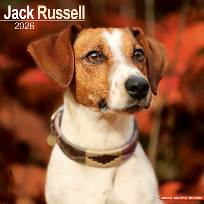 Calendrier Jack Russell Terrier 2026