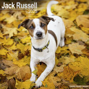 Calendrier Jack Russell 2025