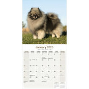 Calendrier Chiot Spitz Loup 2025