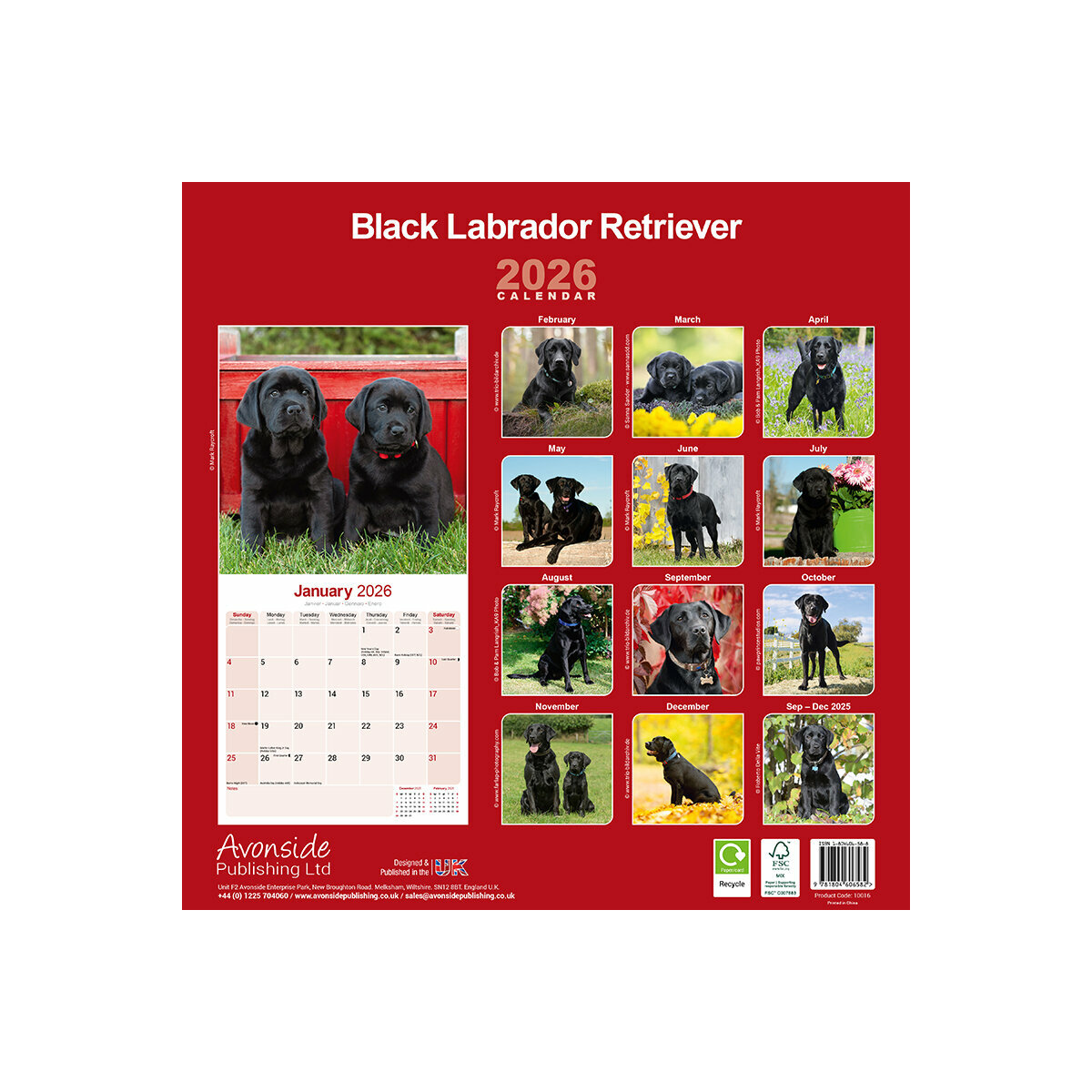 Calendrier Mural 2025 Chien de Race Labrador Noir Retriever