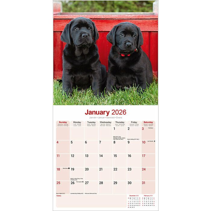 Calendrier Mural 2026 Labrador retriever Noir