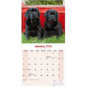 Calendrier Mural 2026 Labrador retriever Noir