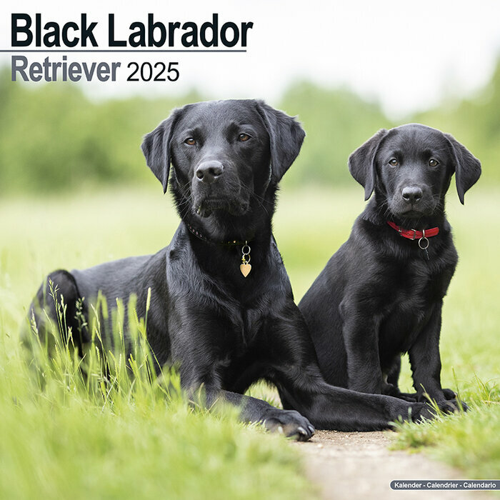 Calendrier 2025 Labrador Noir Mere et Chiot