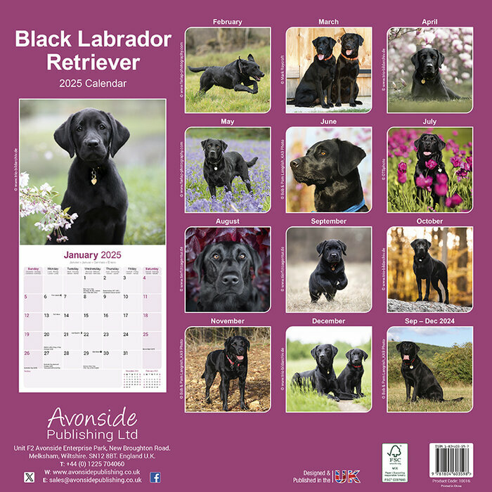 Calendrier Mural 2025 Labrador retriever Noir