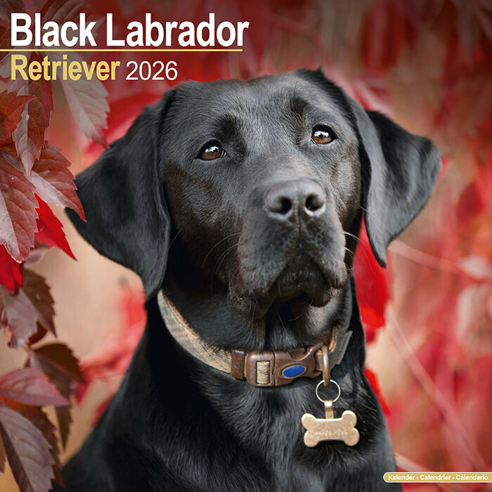 Calendrier Mural 2026 Labrador retriever Noir