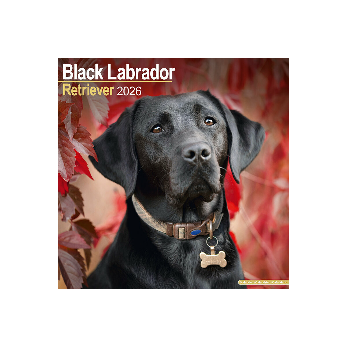 Calendrier Mural 2025 Chien de Race Labrador Noir Retriever