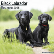 Calendrier 2025 Labrador Noir Mere et Chiot