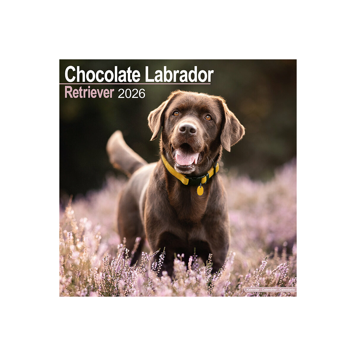 Calendrier Mural 2025 Chien de Race Labrador Chocolat Retriever