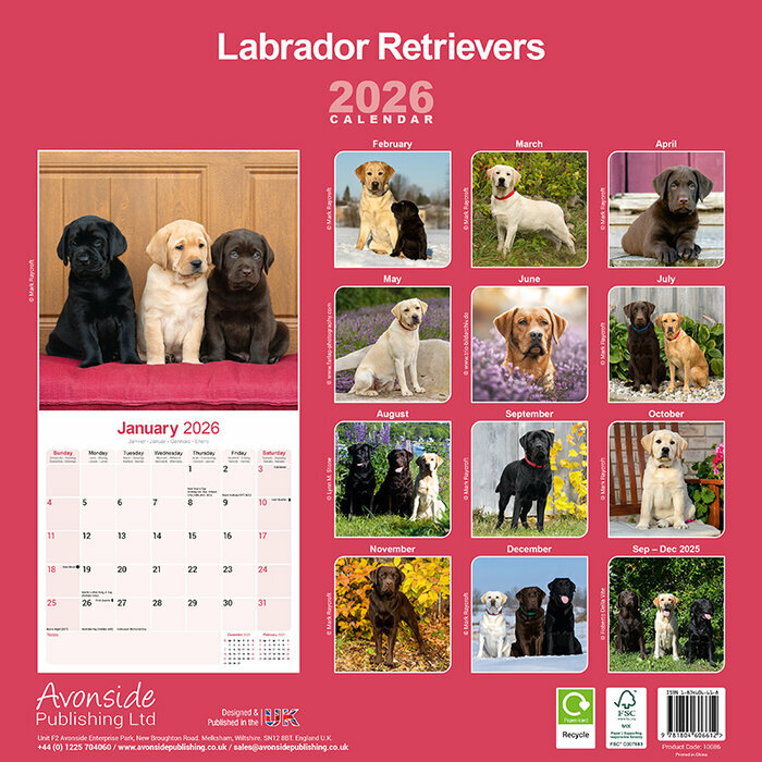 Calendrier Mural 2026 Labradors Retrievers sable