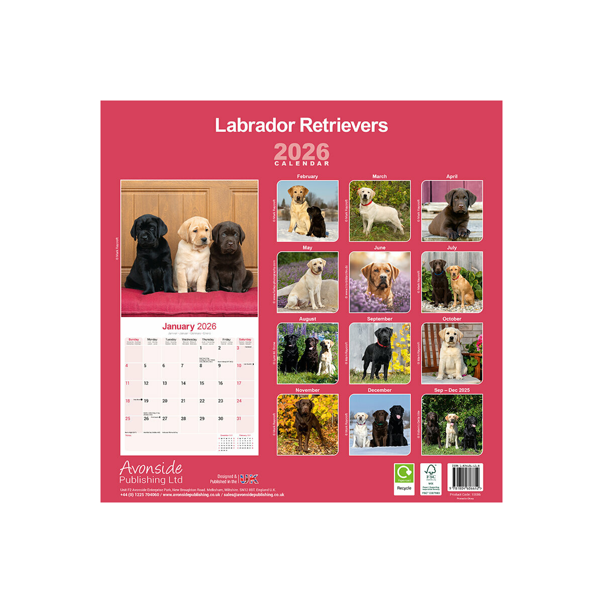 Calendrier Mural 2025 Chien de Race Labrador Retriever Sable Chocolat Noir