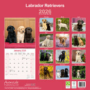 Calendrier Mural 2026 Labradors Retrievers sable