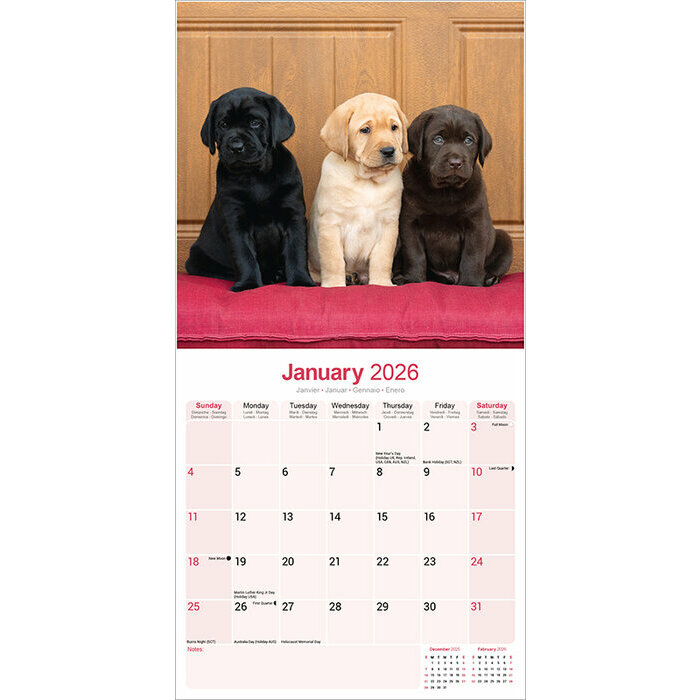 Calendrier Mural 2026 Labradors Retrievers
