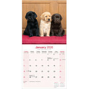 Calendrier Mural 2026 Labradors Retrievers