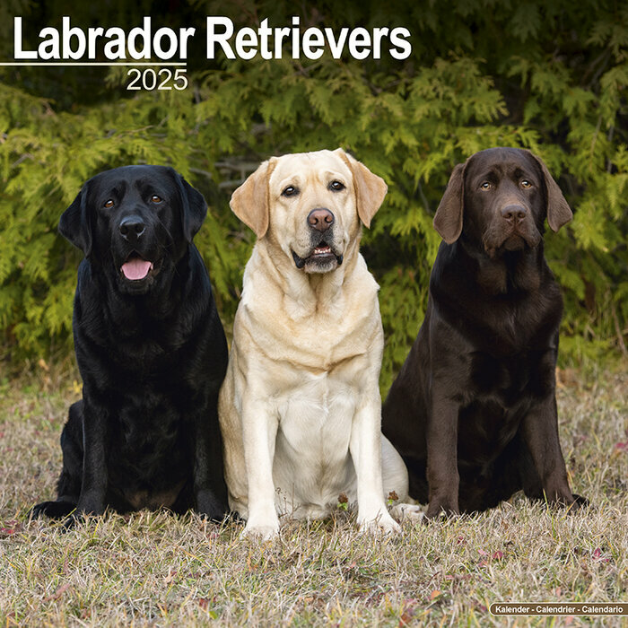 Calendrier 2025 Trio Labrador Noir Chocolat Sable
