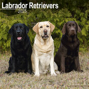 Calendrier 2025 Trio Labrador Noir Chocolat Sable