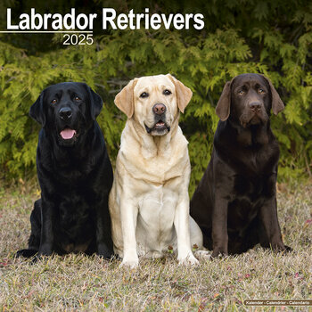 Calendrier 2025 Labrador Retriever 