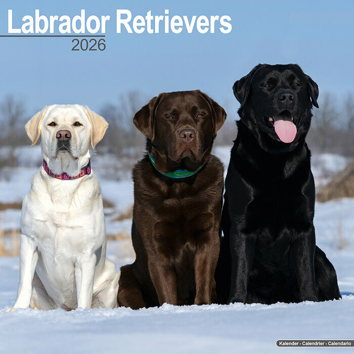 Calendrier Mural 2026 Labradors Retrievers