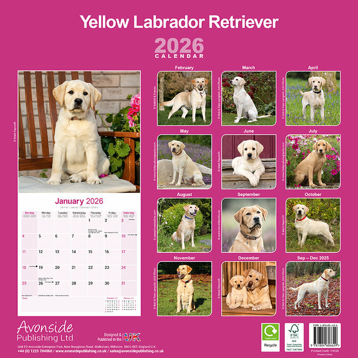 Calendrier 2026 Labrador Sable
