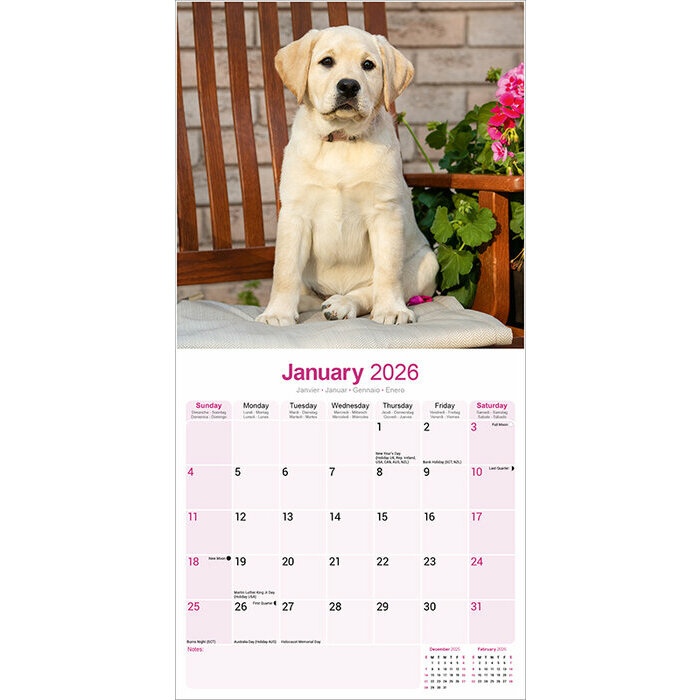 Calendrier papier 2026 Labrador Sable