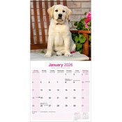Calendrier papier 2026 Labrador Sable