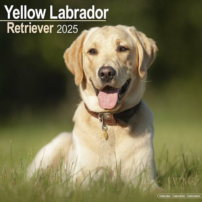 Calendrier 2025 Chien Labrador Sable