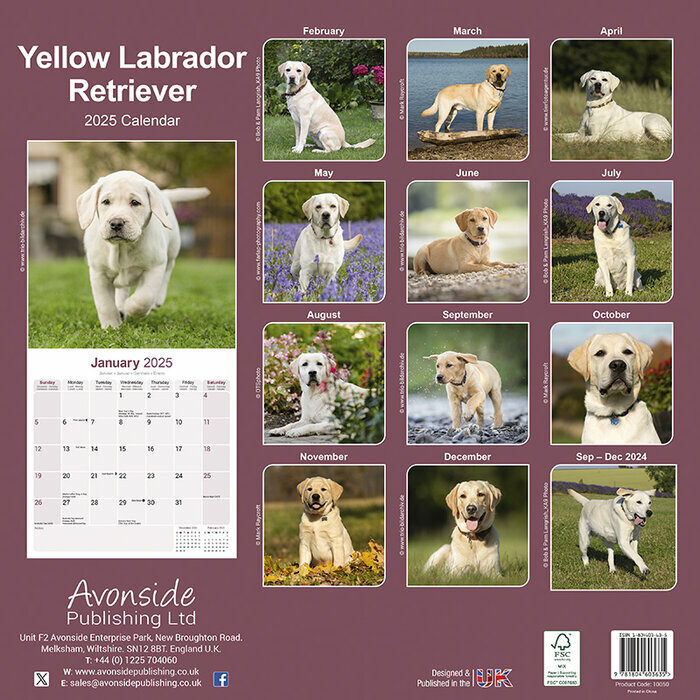 Calendrier Mural 2025 Labrador Sable