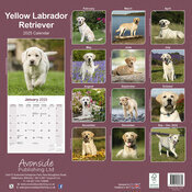 Calendrier Mural 2025 Labrador Sable